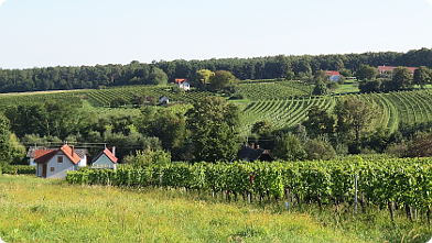 Weingärten in Deutsch-Schützen am Eisenberg im Burgenland ...