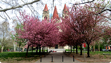 Mexikoplatz in Wien mit blühenden Kirschbäumen und Franz von Assisi-Kirche ...