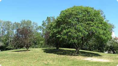 Hügel mit Baum auf der Wiese im Johann Benda Park ...