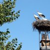 Die Jungstörche in Purbach am burgenländischen Neusiedler See warten auf Futternachschub ...