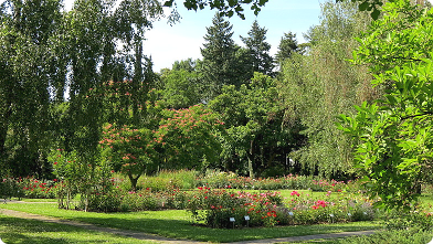 Botanischer Garten Bratislava, Rosarium ...