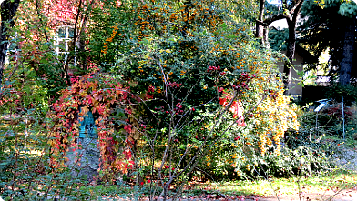 Herbstlich bewachsener Gedenkstein für Jozsef Fekete im botanischen Garten Budapest ...